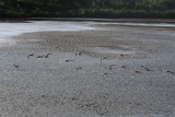 7253 Wilsons Phalaropes in Flight