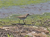 7332 Spotted Sandpiper