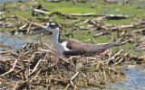 7344 Blk-necked Stilt(f) on Nest