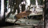 8780 WT Deer crossing the boardwalk.JPG