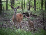 8783 WT Deer mom with one of the twins.JPG