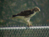 9392 Hawk on Fence.JPG