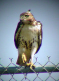 9399 Hawk on Fence.JPG