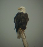 9494 Bald Eagle Perched.JPG