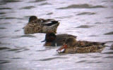 9531 GW Teal  N Shovelers.JPG