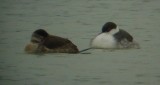 9684 H Grebe  Ruddy Sleeping.JPG