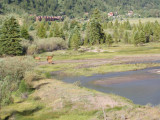 F1237 Elk in Telluride.JPG