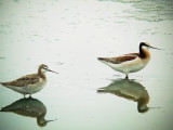 DSC01611 Wilsons Phalarope Pair