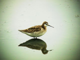 DSC01614 Wilsons Phalarope M