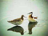 DSC01617 Wilsons Phalarope Pair