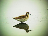 DSC01618 Wilsons Phalarope M