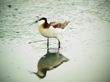 DSC01621 Wilsons Phalarope F