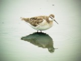 DSC01632 Wilsons Phalarope M