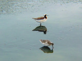 DSC01651Wilsons Phalarope Pair