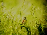 117-01743 Dickcissel.JPG