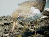117-01767 Spotted SP to close to digiscope.JPG