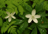 Wood Anemones and Ferns