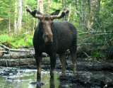 Bull Moose in a Bog
