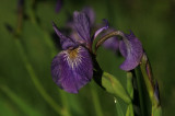 Blue Flag Iris