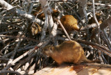 Tree Rats