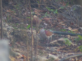 Key West Quail doves