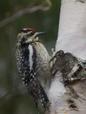 Yellow bellied Sapsucker