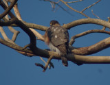 Coopers hawk 