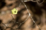 dogwood flower Oregon Creek