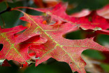 Autumn Oak_7157-2