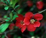 Flowering Quince_9925