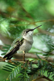 Hummingbird_12414