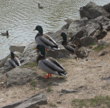 Duck, Duck...