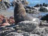 Seals Colony
