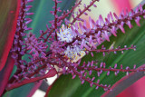 Purple Ti flowers
