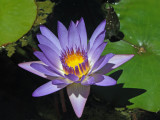 Waterlily