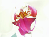 Phal original