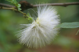 White haole ohia lehua