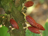 Cacao on tree