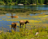 174 Elk in the Lake.jpg