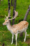 174 Fallow Deer Male 2.jpg