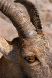 174 Ibex eye.jpg