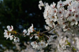 198 Cherry Blossoms 4.jpg