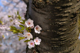 198 Cherry Tree Blossoms 2.jpg