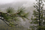 231 Wet Pines.jpg