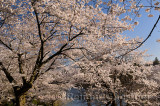 235 Cherry blossom lake.jpg