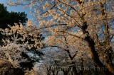 235 Cherry Blossom sunset 3.jpg