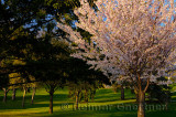 235 Cherry tree in park.jpg