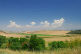 140 Viterbo wheat fields.jpg