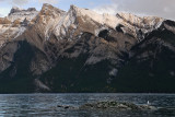 141 Lake Minnewanka Seagull 1.jpg