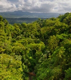 156 Rainforest Hanging Bridges.jpg